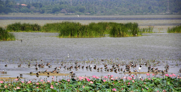 Ousteri Wetland and National Park